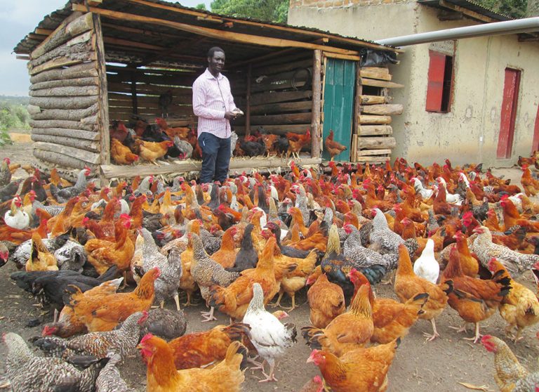 Chicken-in-the-farm-moving-in-the-compound-1