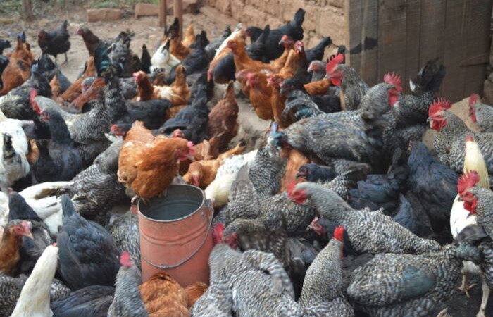 Local-Chicken-Rearing-700x450