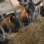 A group of goats with ear tags feeding on hay inside a barn enclosure, showcasing farm life.