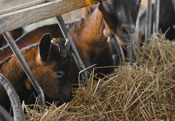 A group of goats with ear tags feeding on hay inside a barn enclosure, showcasing farm life.