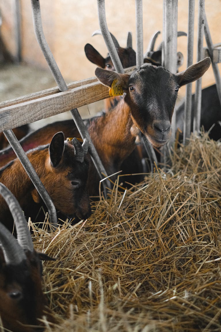 A group of goats with ear tags feeding on hay inside a barn enclosure, showcasing farm life.