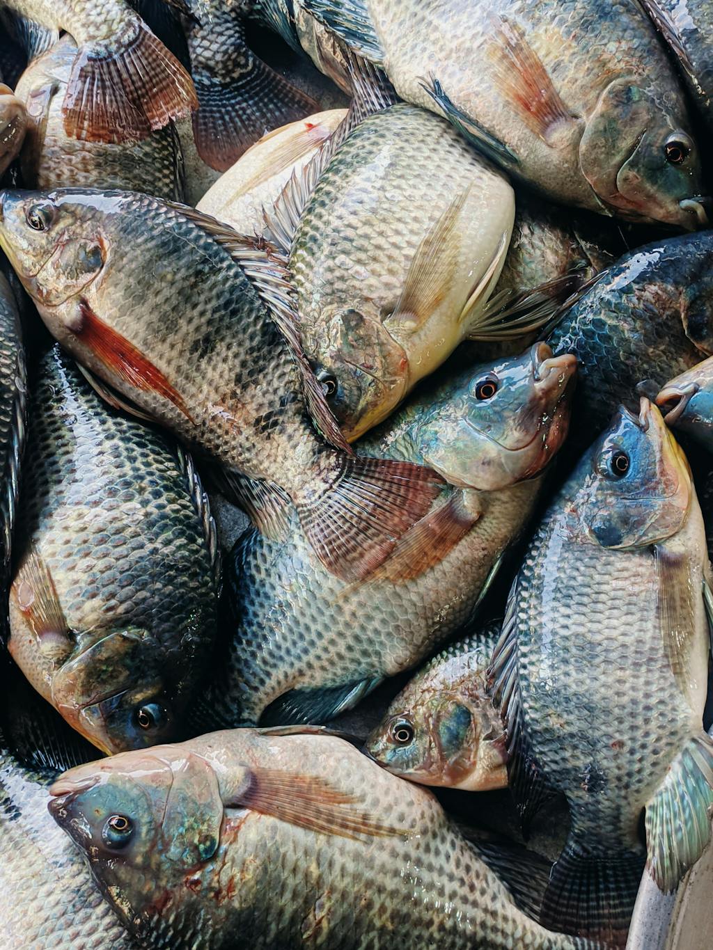 Close-up of fresh tilapia fish stacked together at a market, showcasing freshness and industry.