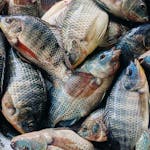 Close-up of fresh tilapia fish stacked together at a market, showcasing freshness and industry.
