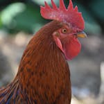 Detailed image of a cockerel with a vibrant red comb and plumage, set outdoors in natural daylight.