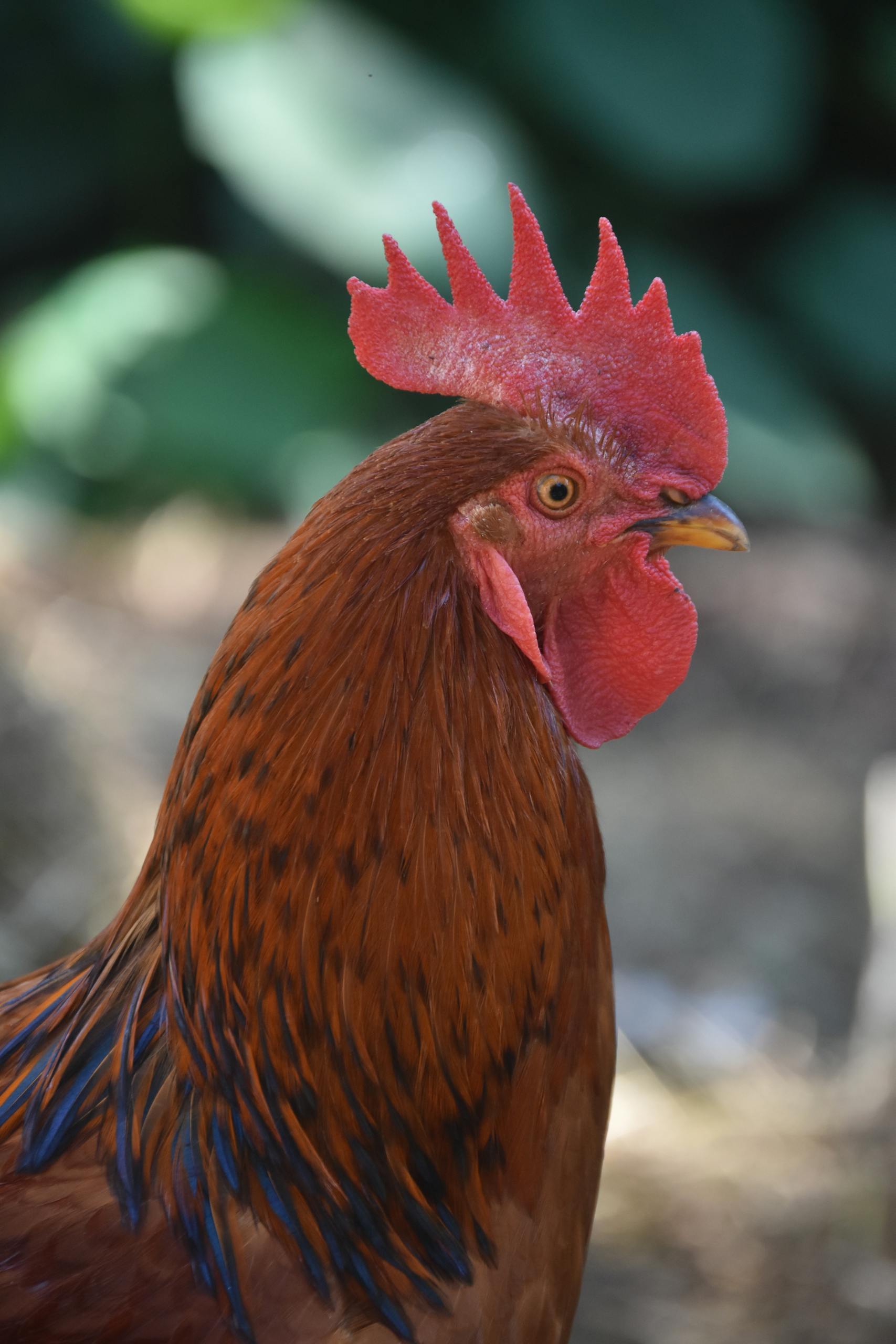 Detailed image of a cockerel with a vibrant red comb and plumage, set outdoors in natural daylight.