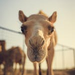 Charming close-up portrait of a dromedary camel in the Dubai desert landscape during daylight.