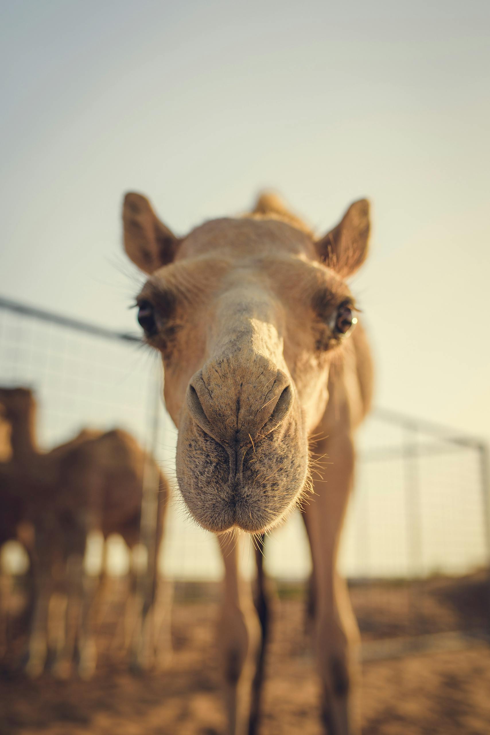 Charming close-up portrait of a dromedary camel in the Dubai desert landscape during daylight.