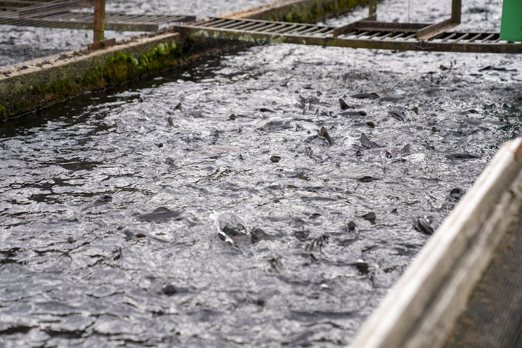 Crowded trout swimming in an outdoor aquaculture basin, highlighting industrial fish farming scene.