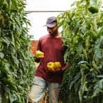 A farmer picking ripe yellow bell peppers amidst lush green plants in a greenhouse.