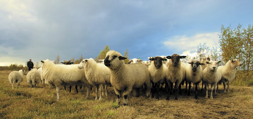 A group of sheep grazing on an open farm pasture under a cloudy sky.
