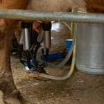 Close-up of cow connected to automated milking machine on a dairy farm, showcasing modern farming technology.