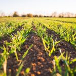 Close-up of a lush, green wheat field in the Hradec Králové Region, Czechia, during spring.