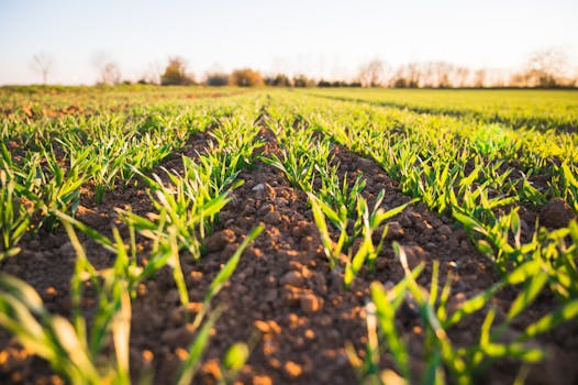 Close-up of a lush, green wheat field in the Hradec Králové Region, Czechia, during spring.
