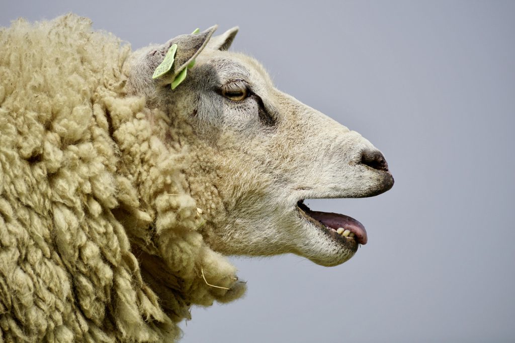 Detailed close-up of a woolly sheep with lush fur and a sky background, captured outdoors.