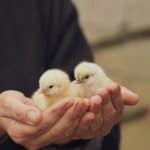 Soft focus shot of hands gently holding two fluffy yellow chicks, showcasing tenderness and care.
