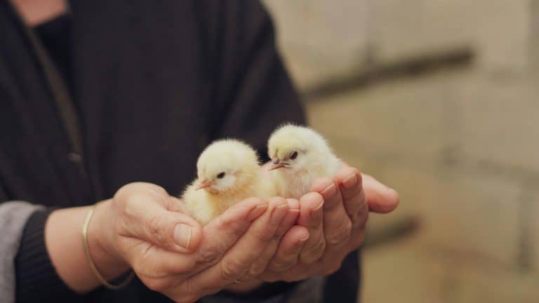 Soft focus shot of hands gently holding two fluffy yellow chicks, showcasing tenderness and care.