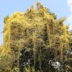 Golden dodder weed