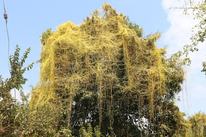 Golden dodder weed