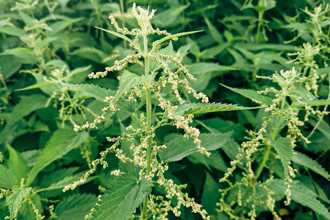common nettle, plants, herbs, nature, flora, botany, medicinal plants, urtica dioica, common nettle, common nettle, urtica dioica, urtica dioica, urtica dioica, urtica dioica, urtica dioica