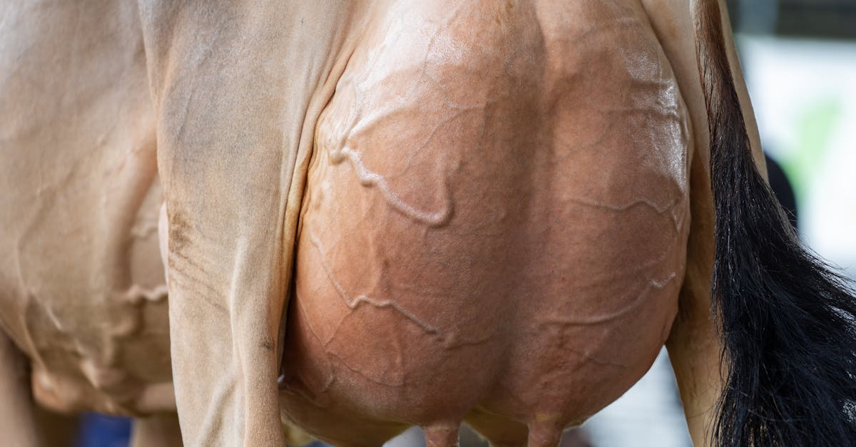 Detailed close-up of a cow's udder in a farm setting, showcasing the texture of the skin and surroundings.