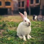 A white rabbit with pink ears sits on green grass near wooden rabbit hutches in a farm setting.
