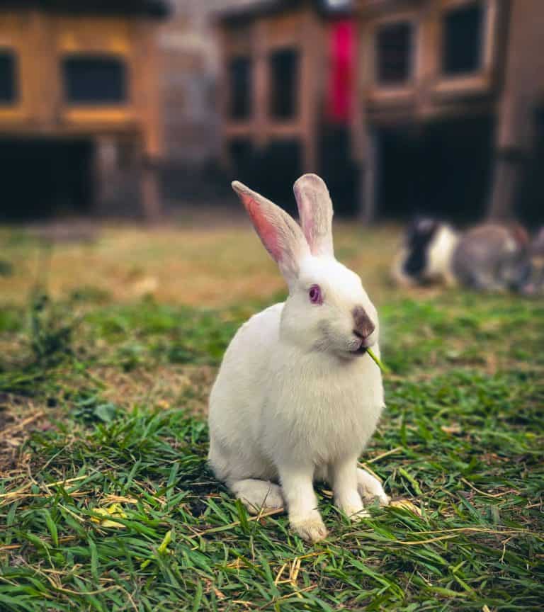 A white rabbit with pink ears sits on green grass near wooden rabbit hutches in a farm setting.