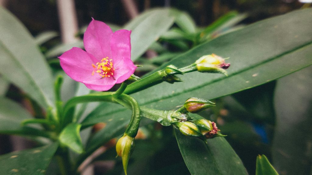 Detailed close-up of a pink Talinum triangulare flower among green leaves.