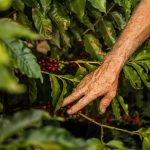 An elderly hand gently picks ripe coffee berries from a lush bush in Brazil.