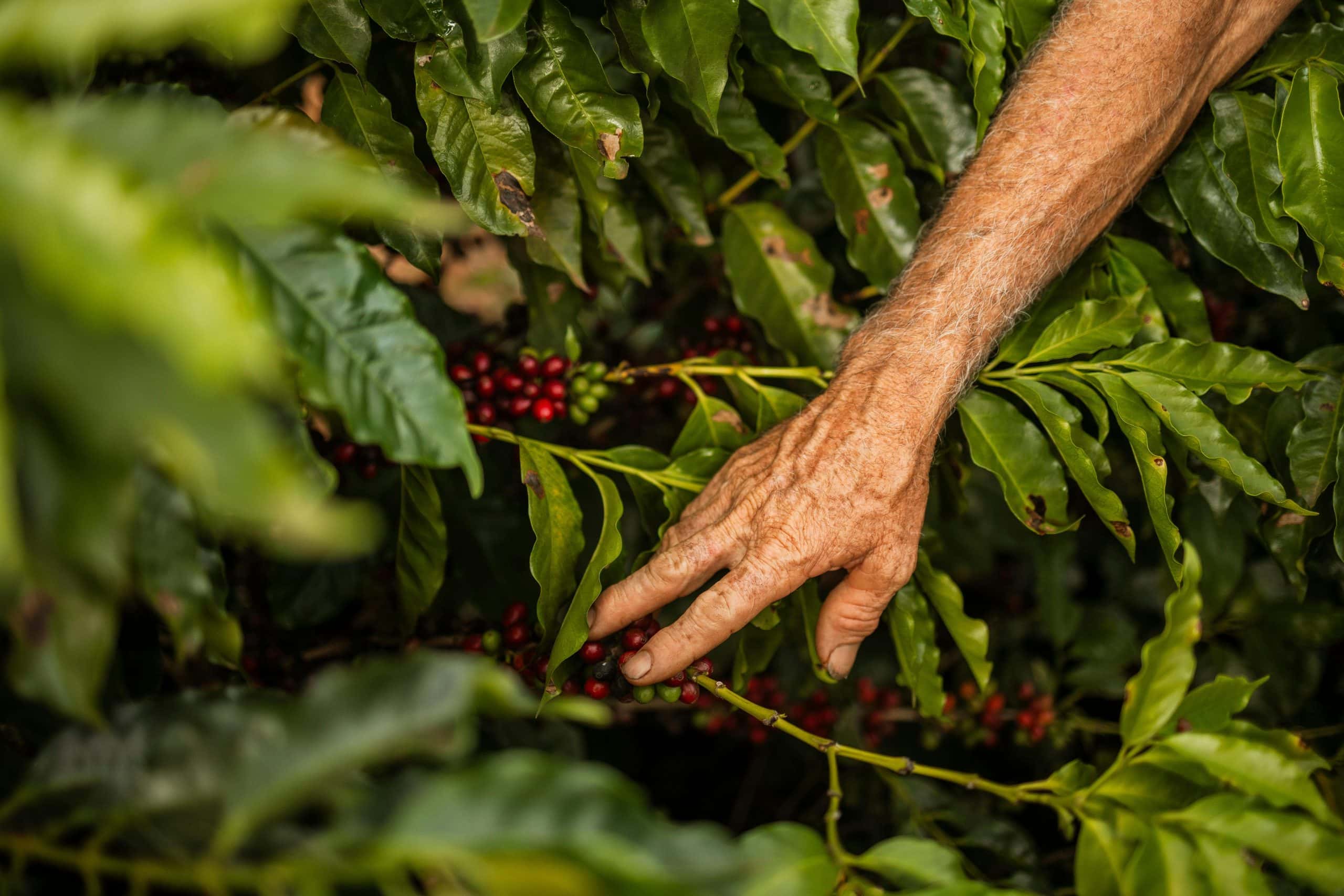 An elderly hand gently picks ripe coffee berries from a lush bush in Brazil.