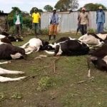 livestock poisoning