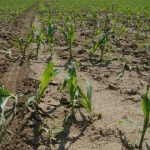 corn, maize, field, agriculture, farming, crop, growth, organic, plantation, brown growth