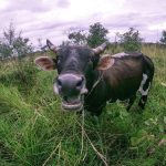 A charming cow grazing in the vibrant fields of Kampala, Uganda. Perfect pastoral scene.