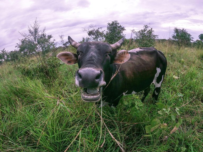A charming cow grazing in the vibrant fields of Kampala, Uganda. Perfect pastoral scene.