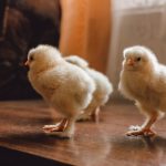 Adorable fluffy chicks standing together on a wooden surface indoors. Captures warmth and innocence.