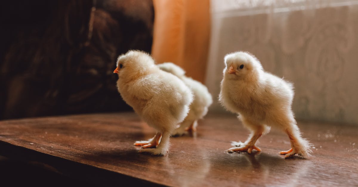 Adorable fluffy chicks standing together on a wooden surface indoors. Captures warmth and innocence.