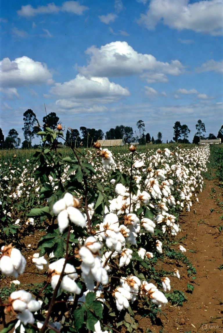 , cotton cultivation was a cornerstone of Uganda's export earnings, employing millions of smallholder farmers across vast rural landscapes.