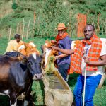 Vibrant image of African farmers caring for cattle in sunlit pasture, wearing traditional scarves.