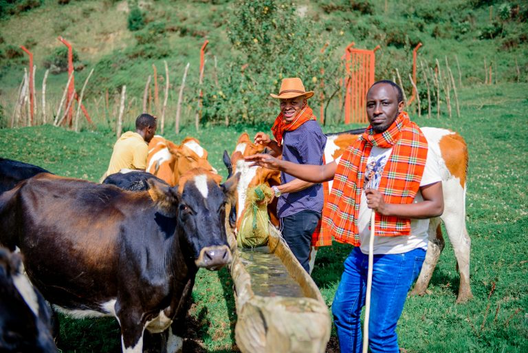 Vibrant image of African farmers caring for cattle in sunlit pasture, wearing traditional scarves.